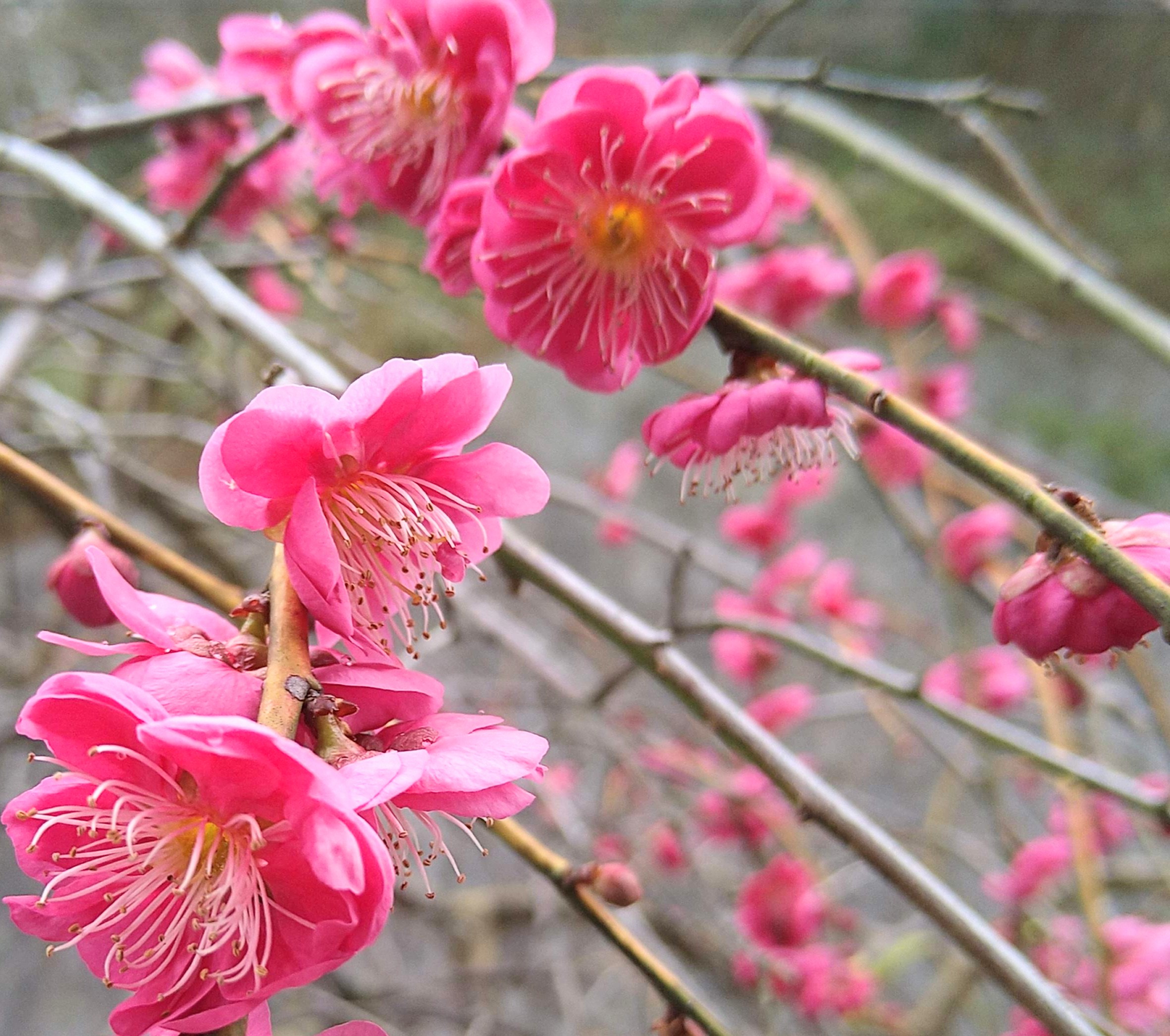 初心者のいけばなでおもてなしVOL.4”お花を長く楽しむためのコツ入れ3選”